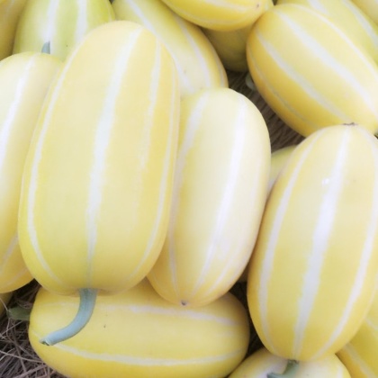 陕西黄金甜瓜价格行情走势 - 一亩田