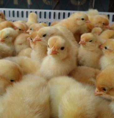 快大黄鸡苗 k9长速快慢羽 包做疫苗 包邮 孵化场直销