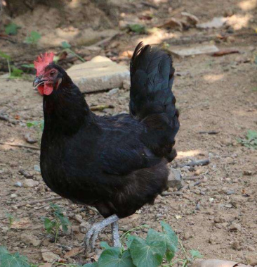 黑土鸡苗 快大黑 送售后养殖技术 孵化场直销 量大包邮