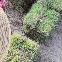 怀化优质马尼拉草皮大量低价出售