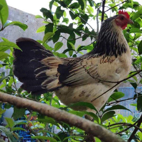 [鸡苗批发]鹊山鸡苗 肉质鲜美 包邮送售后技术指导