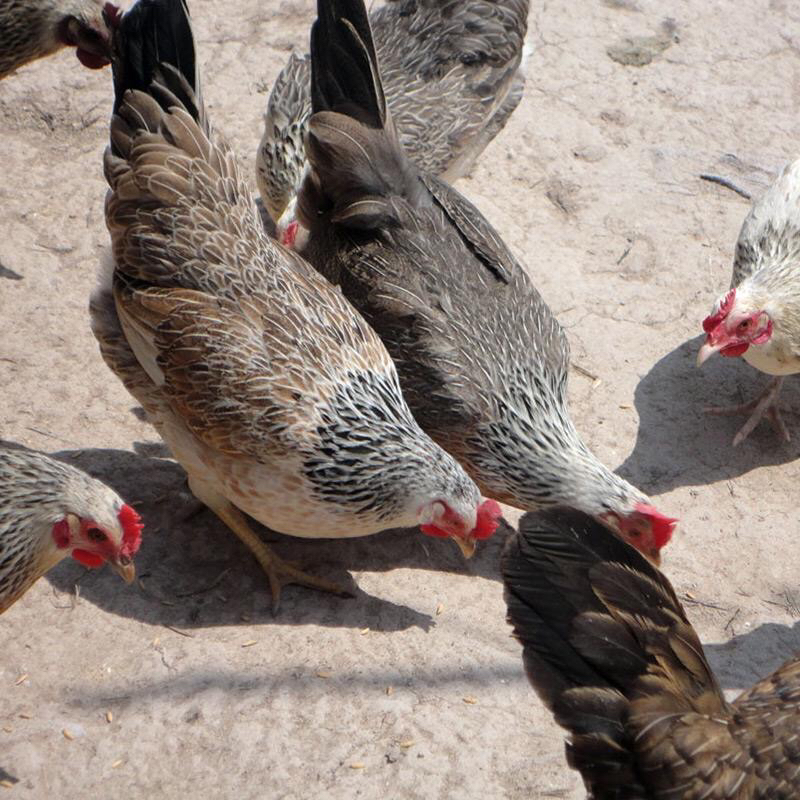 [鸡苗批发]鹊山鸡苗 肉质鲜美 包邮送售后技术指导 脂肪极低 会飞价格