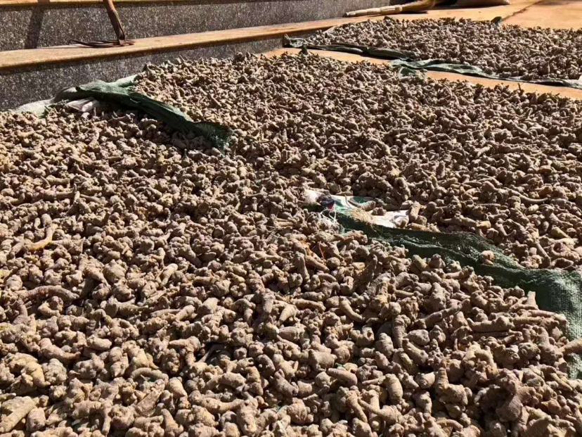 文山三七传统加工工艺展示：老师傅手持竹匾手工扬筛三年生春七，背景为通风阴干棚，竹匾中三七个头均匀、表皮皱缩自然、色泽棕褐泛油润光泽