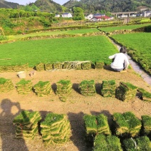 怀化市优质马尼拉草皮大量出售
