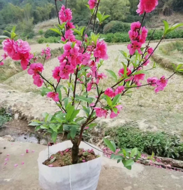桃花树苗 优质2年苗 观赏树苗 只开花的桃花苗 桃花苗