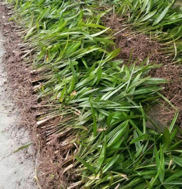 棕树苗棕苞树苗棕树苗棕树棕包树苗棕苞树苗大量提供