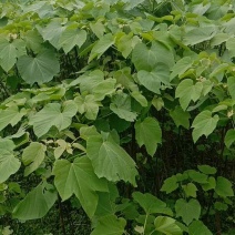 油桐树苗政府采购，买油桐苗请选择重庆俊尧专业油桐培育公司