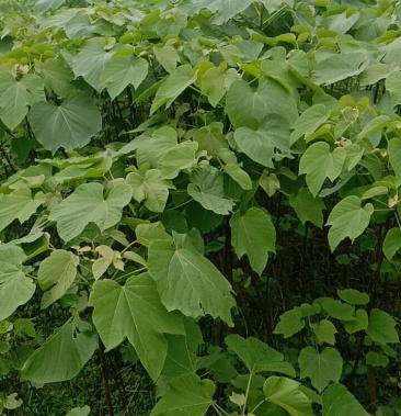 小米桐三年桐油桐油桐苗木油桐苗油桐树苗桐树