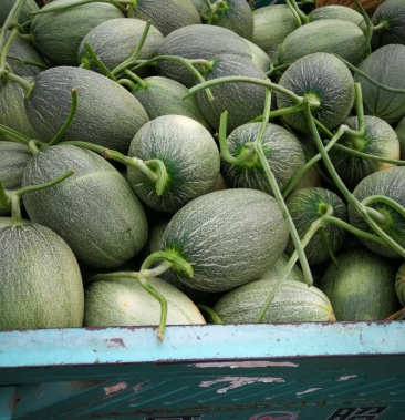 [东方蜜甜瓜批发]东方密一号,红肉脆梨,甜红玉,景甜价格1.