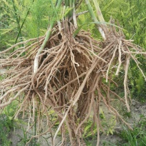芦笋种苗多年生芦笋苗芦笋根系四季种植蔬菜种苗