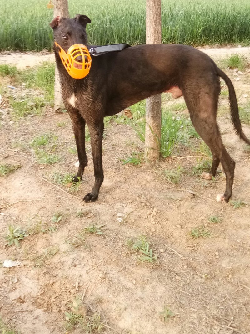 格力犬惠比特犬灵体犬