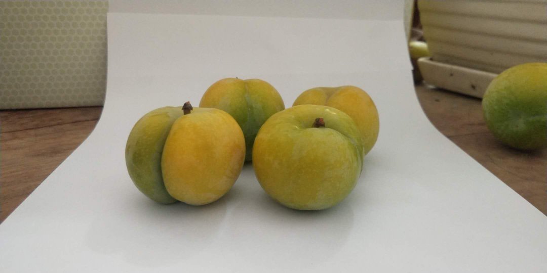 蜂糖李果实特写