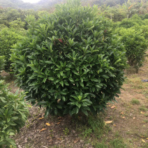 乔灌木非洲茉莉(价格实惠，量大从优)长期供应