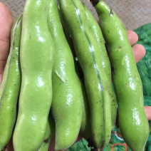 贵州精品蚕豆，大山里的土货产地直发，无中间商差价，