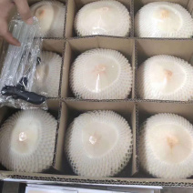 海南文昌椰子可以视频看货，原产地供应，一件代发