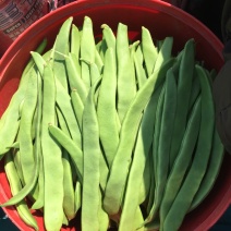 全网低价正宗扁豆，直发产地