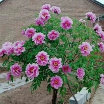 牡丹