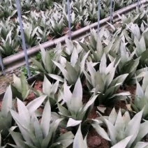 白玉虎皮兰