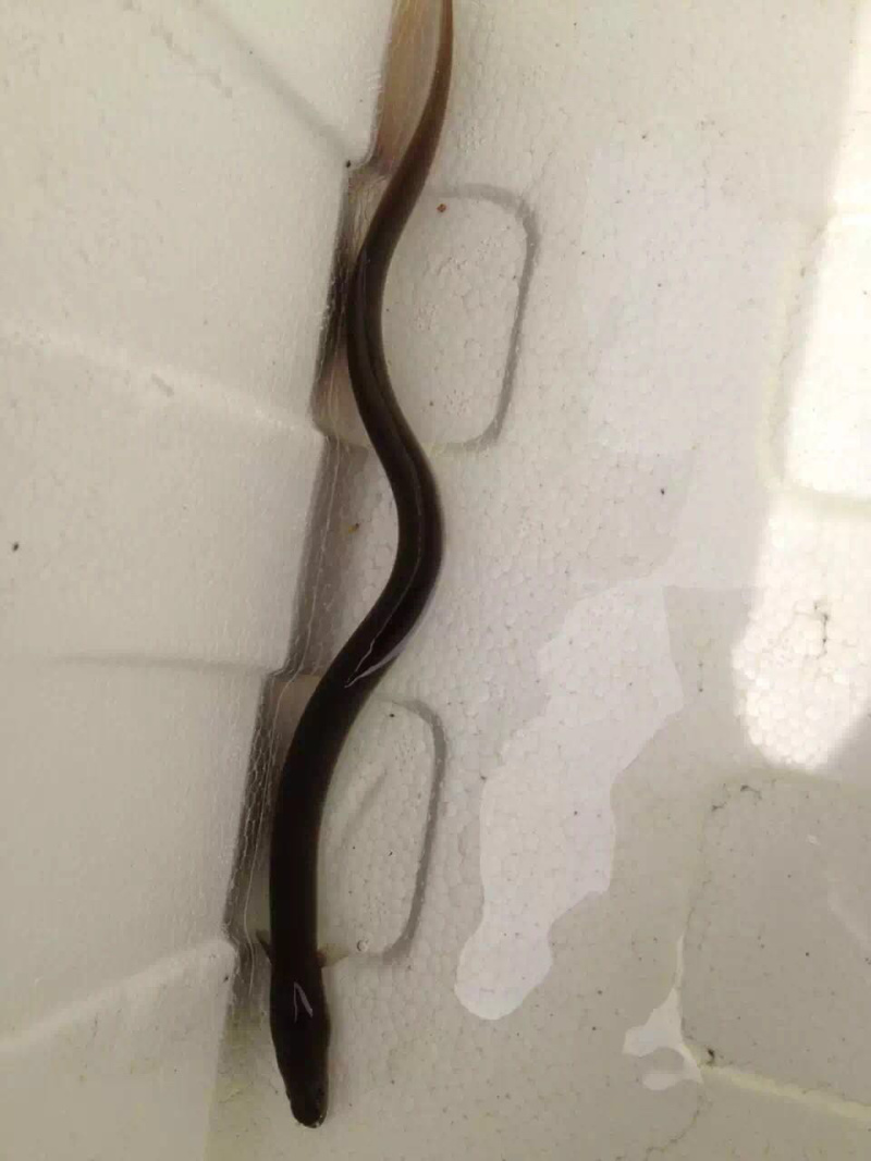 白鳝鱼苗,长江白鳝,大小规格齐全