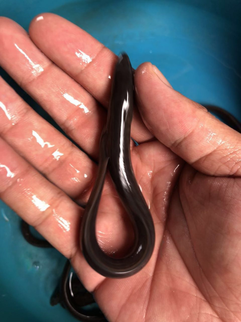 白鳝鱼苗,长江白鳝,大小规格齐全