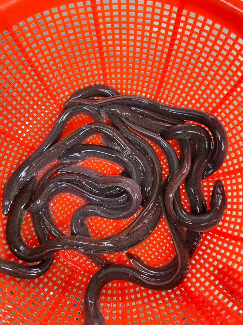 白鳝鱼苗,长江白鳝,大小规格齐全