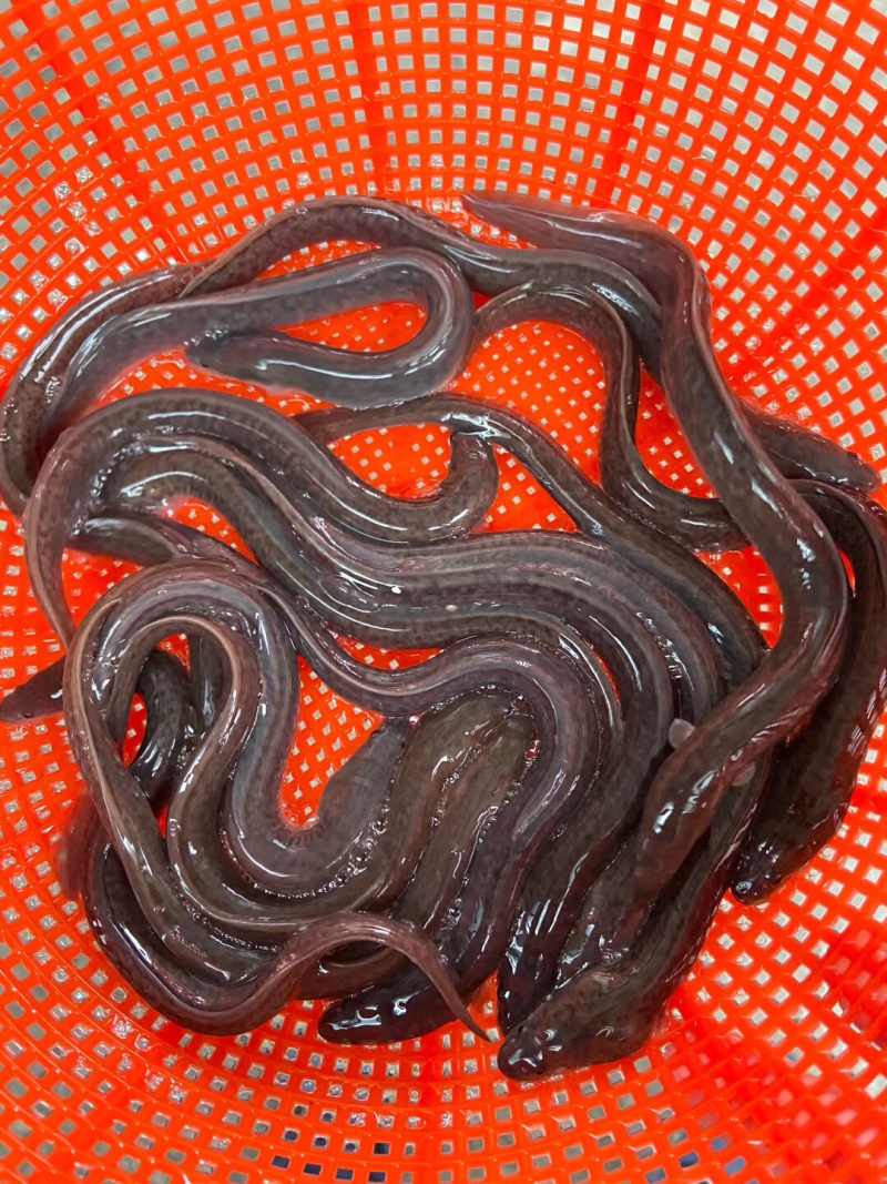 白鳝鱼苗,长江白鳝,大小规格齐全