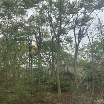 楠木