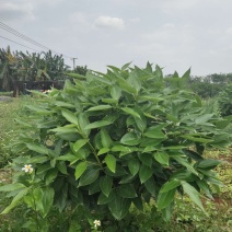 平安树基地直供！自家种植无中间商赚差价！薄利多销！欢迎您