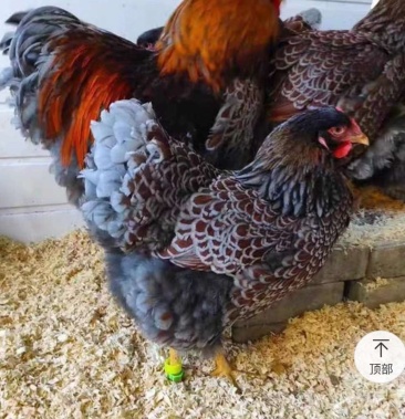 宠物鸡种蛋大体怀特进口鸡贵族观赏直销受精蛋10枚防震包邮价格58