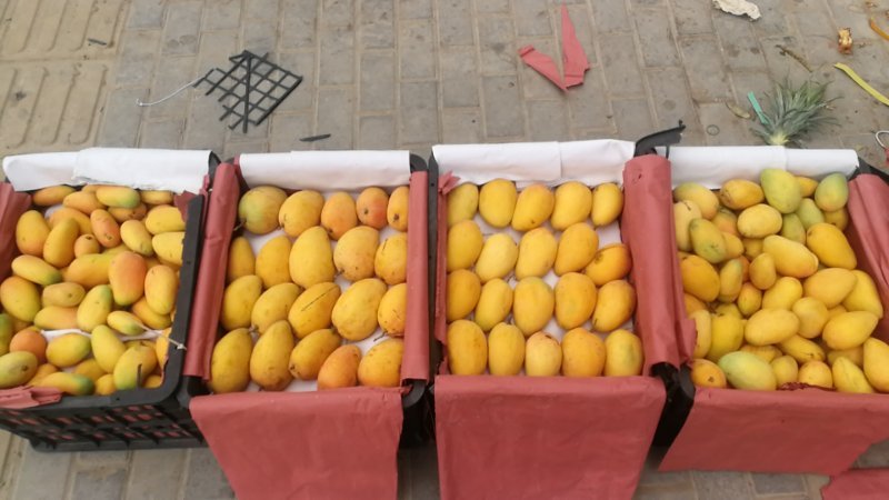 不同品种芒果对比图