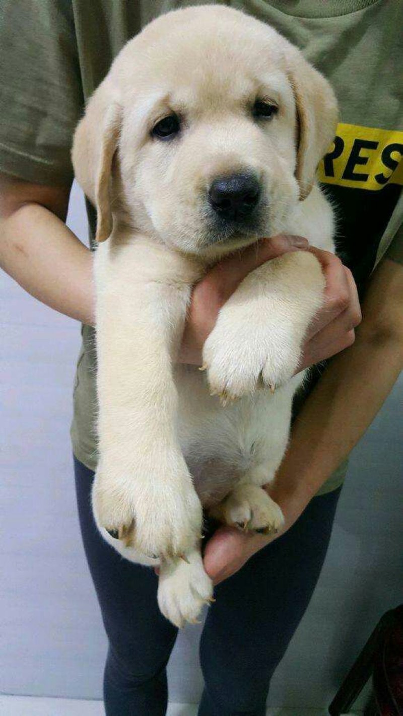 拉布拉多寻回犬幼犬二个月