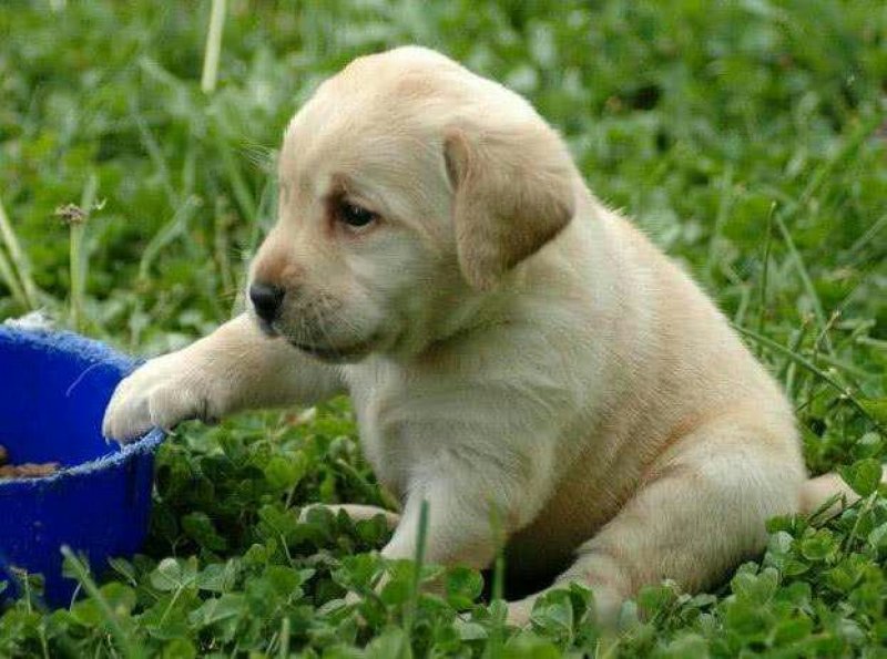 拉布拉多寻回犬幼犬二个月
