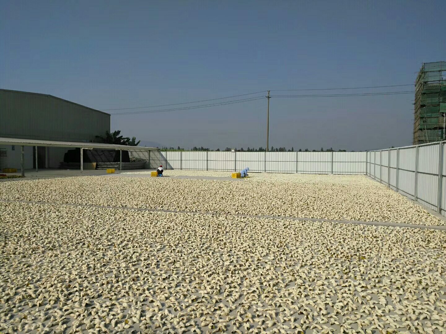 工人正在将龙眼摊开晾晒,阳光透过棚顶洒在果实上,展现出传统工艺的魅力 龙眼晒制过程