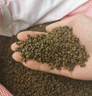 吴茱萸茶辣广西产地一手货出售