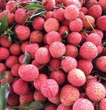 精品广东广西桂味荔枝152cm