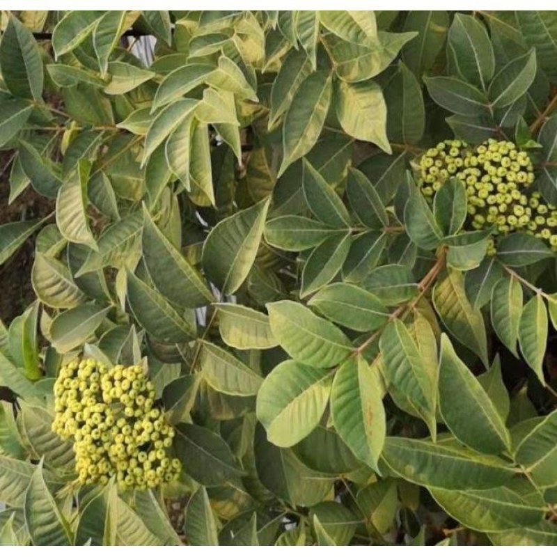 吴茱萸,(茶辣),广西产地一手货出售