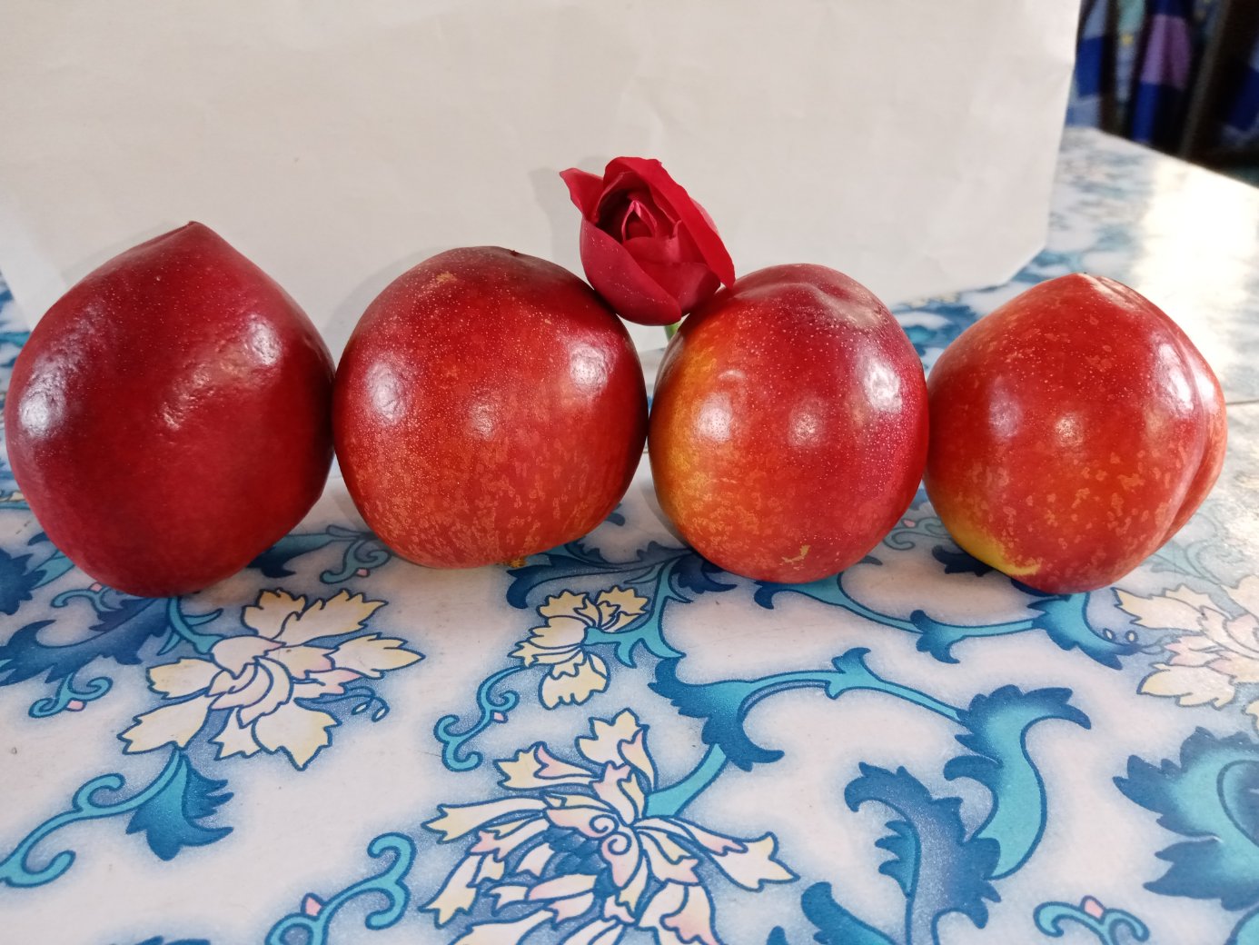 中华血桃切面特写