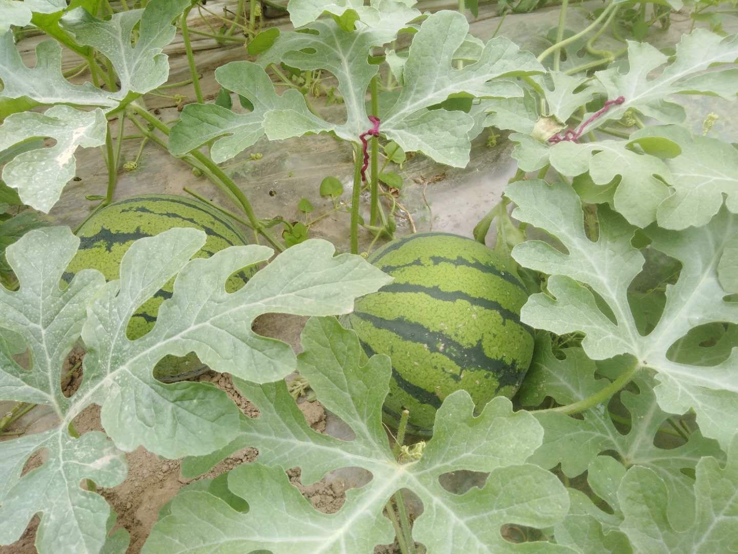 展示京欣西瓜在露地生长状态下的植株形态,重点突出两蔓整枝结构、叶片分布、果实着生位置及地面覆盖黑色地膜的应用场景 京欣西瓜田间长势与整枝方式示意图