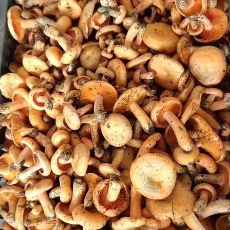 云南野生雁来蕈雁鹅菌谷熟菌铜绿枞菌松乳菇 寒菌菌松树菌