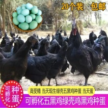 种蛋五黑鸡蛋绿壳种蛋