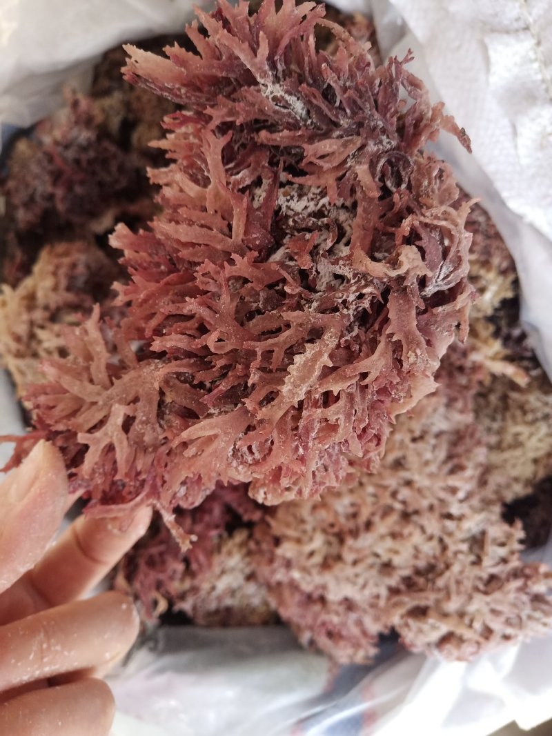 石花菜天然石花菜红石花干度好颜色红