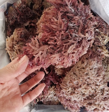 石花菜天然石花菜红石花干度好颜色红