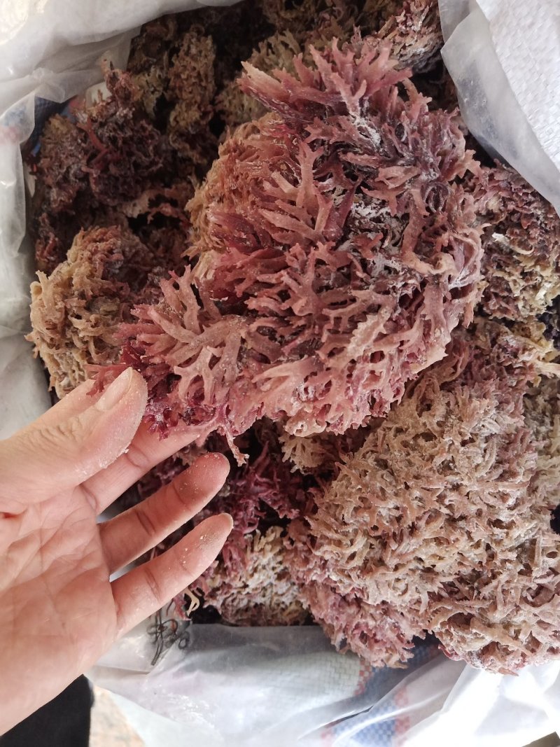 石花菜天然石花菜红石花干度好颜色红