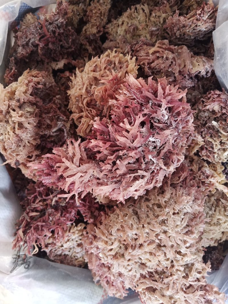 石花菜天然石花菜红石花干度好颜色红