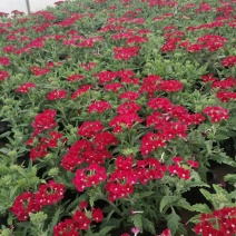 草花，草花，草花，草花，草花