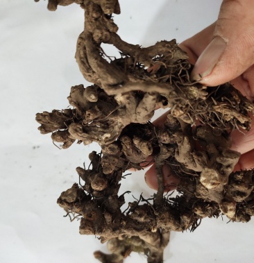 野生淫羊藿根羊角叶根部仙灵脾根