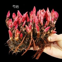 芍药多年生花卉庭院盆栽芍药花四季种植耐寒植