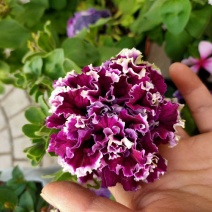 重瓣多色矮牵牛重瓣矮牵牛花期长
