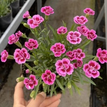 石竹初吻盆栽基地直发