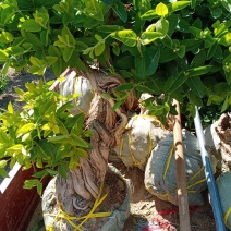 金银花盆景老桩以及占地树，盆景树大面积栽种苗子